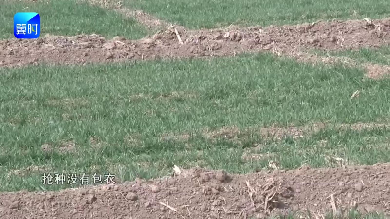 【专家在线】今年小麦病害要早防！返青期这两遍药别省！