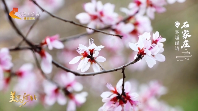 美丽河北见证官于志高作品欣赏丨石家庄环城绿道一路春风一路花！