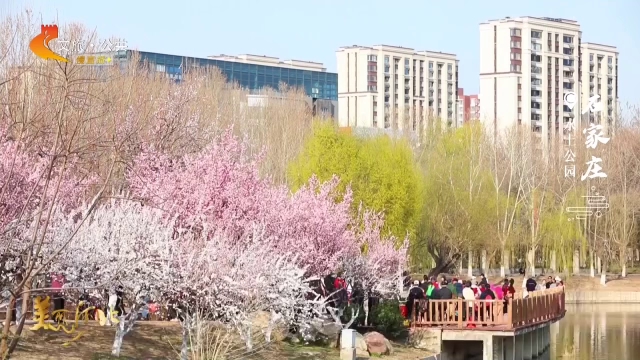 美丽河北见证官于志高作品欣赏丨石家庄水上公园新绿满枝花争艳！