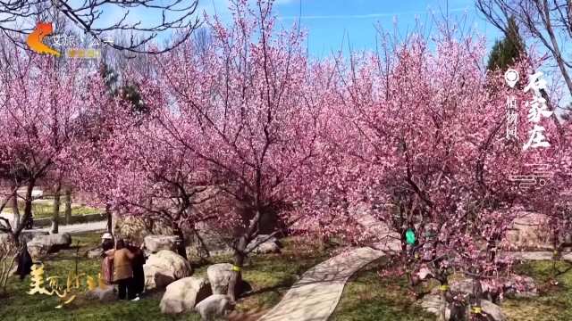 美丽河北见证官张育才作品欣赏丨石家庄植物园花开如海，灿若红霞！