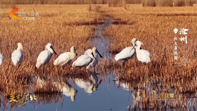 美丽河北见证官宋文峰作品欣赏丨南大港迎千里客，候鸟归来报早春