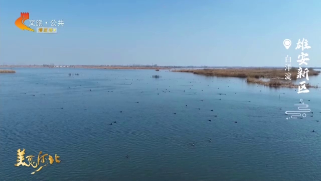 美丽河北慢直播丨萌鸟轻鸣翩跹至，碧波荡漾白洋淀 清晨 2026/03/21#这么近，那么美，周末到河北