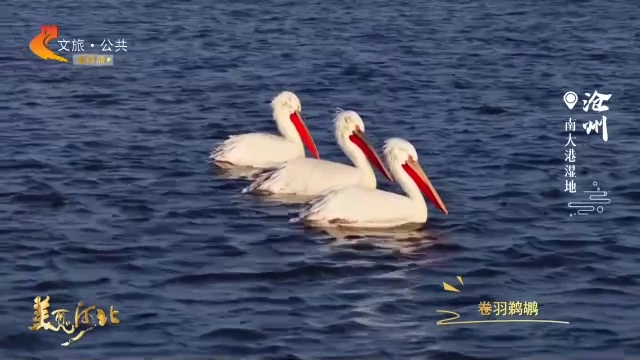 美丽河北见证官宋文峰作品欣赏丨“鸟界巨无霸”卷羽鹈鹕现身南大港，霸气十足！