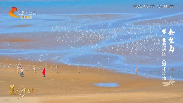 美丽河北慢直播丨踏浪而行，鸥鸟相随~在秦皇岛遇见春天的模样 正午 2026/03/23#这么近，那么美，周末到河北
