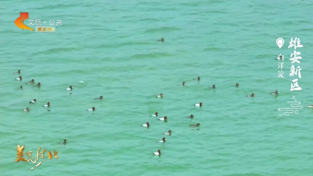 美丽河北慢直播丨一淀春水，候鸟归来——白洋淀，美成了画 雄安新区 清晨 2026/03/24#这么近，那么美，周末到河北