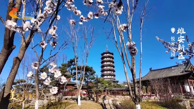 美丽河北慢直播丨悦容公园踏青去，不负春光不负己~雄安新区 清晨 2026/03/24#这么近，那么美，周末到河北
