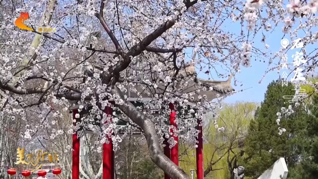美丽河北见证官吴长新作品欣赏丨裕西公园花满枝头春满眸