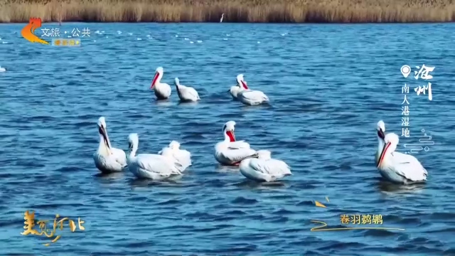 美丽河北见证官宋文峰作品欣赏丨南大港湿地鸟踏清波寻春意