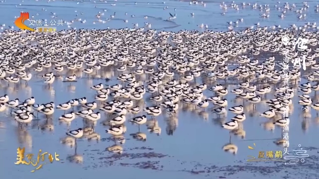 美丽河北见证官宋文峰作品欣赏丨南排河群禽和鸣，湿地奏响春日序章