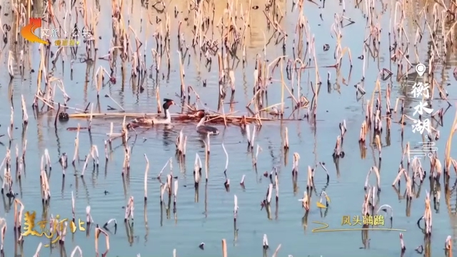 美丽河北见证官李明作品欣赏丨凤头鸊鷉衡水湖苇间筑新巢！