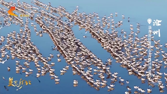 美丽河北见证官宋文峰作品欣赏丨南排河渔港码头春意闹，万鸟聚潮头！