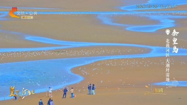 美丽河北慢直播•渤海滨海文化旅游带丨大潮坪湿地候鸟衔春，绘山河新色 正午 2026/03/27#这么近，那么美，周末到河北