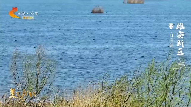 美丽河北慢直播丨一淀碧波映春影，半堤新柳伴鸟鸣 雄安新区 正午 2026/03/27#这么近，那么美，周末到河北
