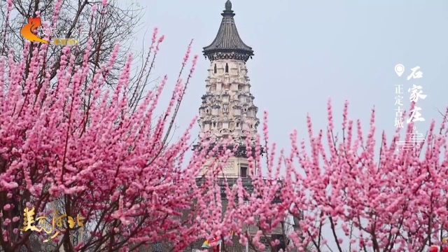 美丽河北慢直播丨春色漫古城，繁花映古塔！正定超出片~石家庄 正午 2026/03/28 #这么近，那么美，周末到河北