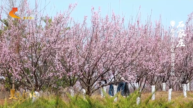 美丽河北见证官于志高作品欣赏丨龙泉湖湿地公园春色如酒，暗香浮动~