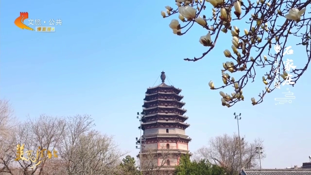 美丽河北见证官郭宪芳作品欣赏丨漫步正定古城，收集一捧塔尖上的春光~