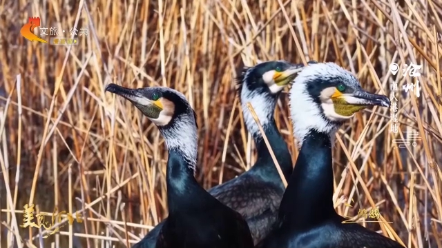 美丽河北见证官宋文峰作品欣赏丨芦苇深处藏生机！南大港湿地孵化季开启