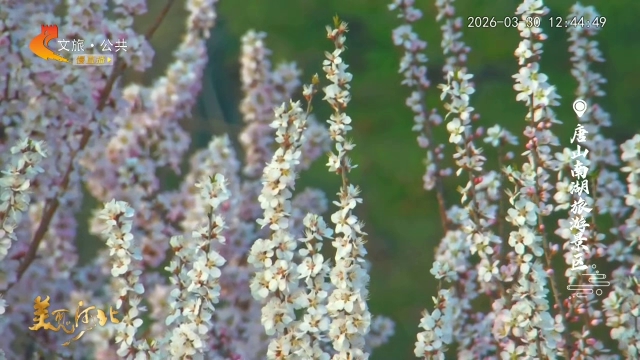 美丽河北慢直播丨南湖春来花似锦，一汪碧水伴芳菲 唐山 正午 2026/03/30#这么近，那么美，周末到河北