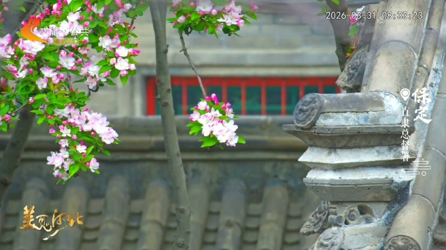 美丽河北慢直播丨直隶总督署黛瓦凝春，半庭芳影诉流年 保定 清晨 2026/03/31#这么近，那么美，周末到河北