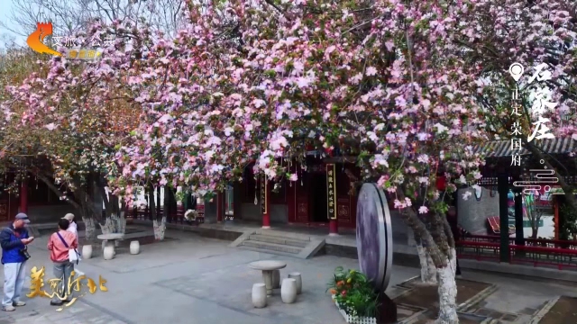 美丽河北慢直播丨荣国府“花魁”西府海棠盛放，快来赏花啦！石家庄 清晨 2026/04/01 #这么近，那么美，周末到河北