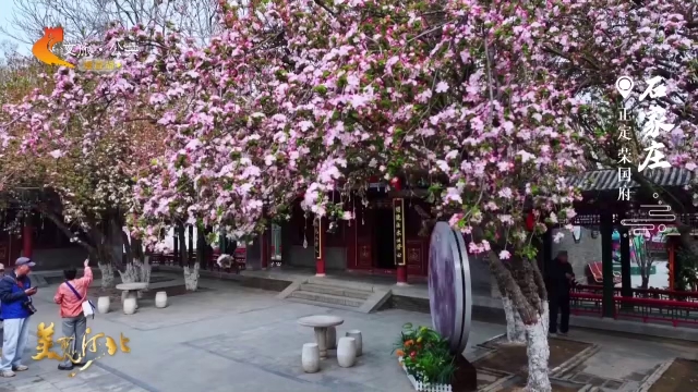 美丽河北见证官郭宪芳作品欣赏丨荣国府“花魁”西府海棠盛放，快来赏花啦！