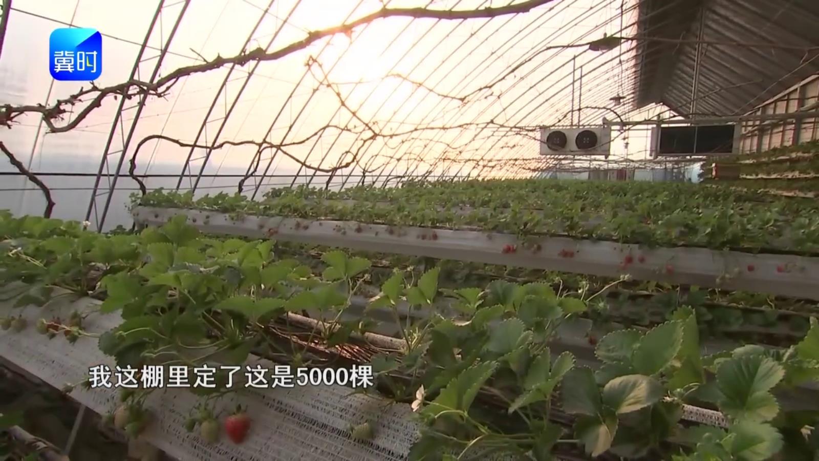 【专家在线】草莓为何会畸形？授粉是关键，蜜蜂数量有标准！