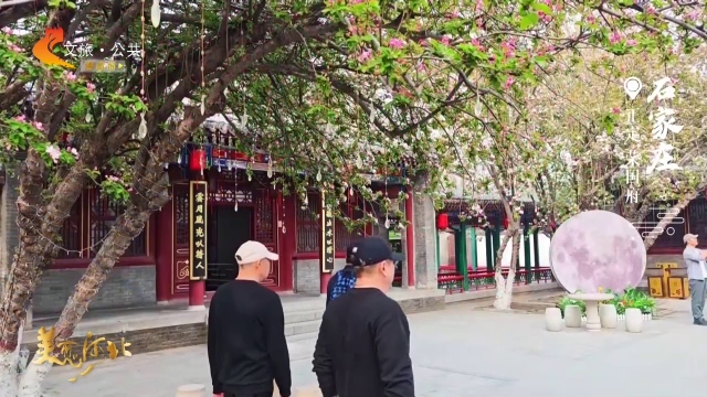美丽河北慢直播丨氛围感满满！荣国府里的海棠花秒开中国风 正午 2026/04/01#这么近，那么美，周末到河北
