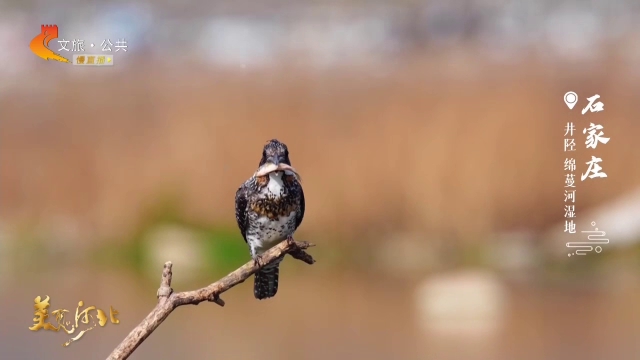 美丽河北慢直播丨走！去绵蔓河湿地看捕鱼高手冠鱼狗的吃播秀~ 石家庄 正午 2026/04/02#这么近，那么美，周末到河北