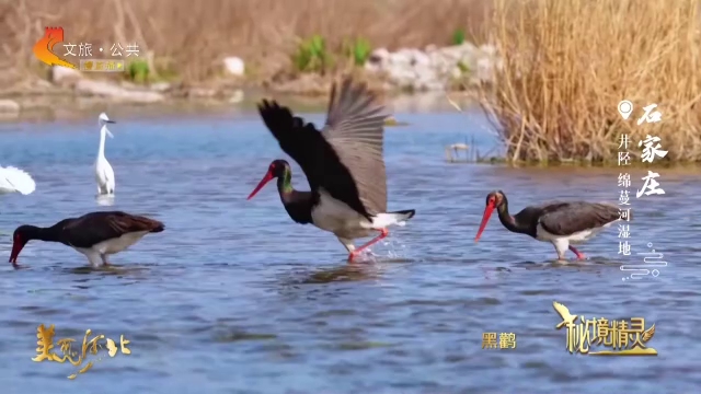 美丽河北见证官宋丽英作品欣赏•秘境精灵丨“鸟中国宝”黑鹳如约回归绵蔓河湿地！