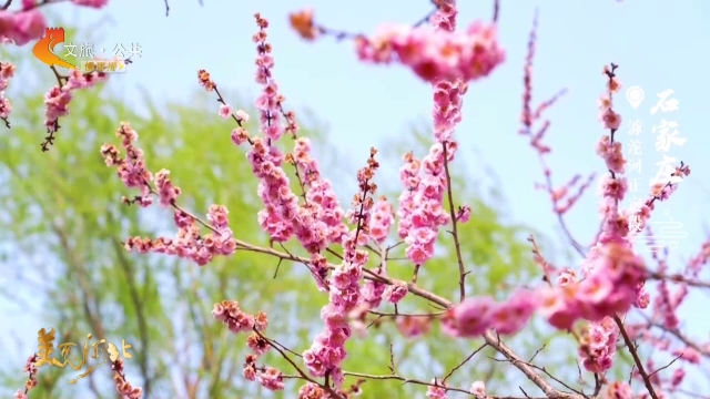 美丽河北慢直播丨晴川十里，春色染尽滹沱岸 石家庄 清晨 2026/04/03#这么近，那么美，周末到河北