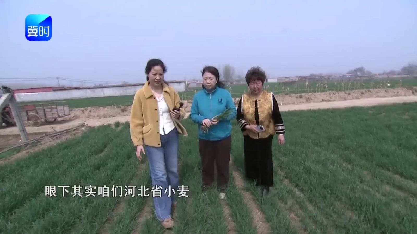 【专家在线】小麦拔节关键期，管理要点是啥？肥水一定要跟上！