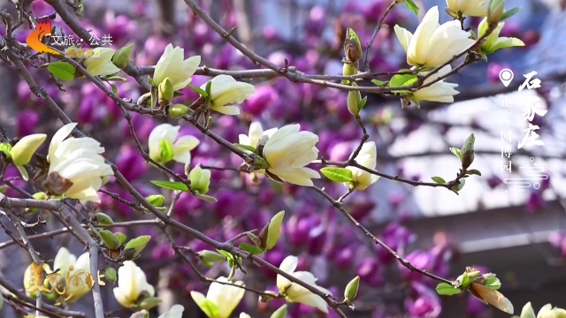 美丽河北见证官吴长新作品欣赏丨正定园博园一湖秀色，满目芳菲！