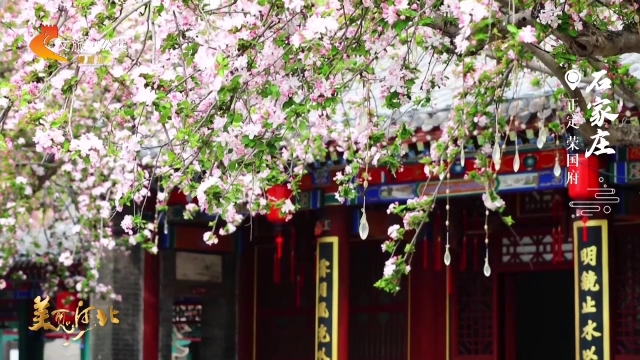 美丽河北慢直播丨一院花开，满庭风雅~荣国府的假日邀约 石家庄 清晨 2026/04/05#这么近，那么美，周末到河北