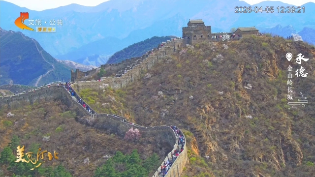 美丽河北慢直播丨打卡金山岭长城，看杏花映巨龙，解锁春日限定风景线 承德 正午 2026/04/05#这么近，那么美，周末到河北
