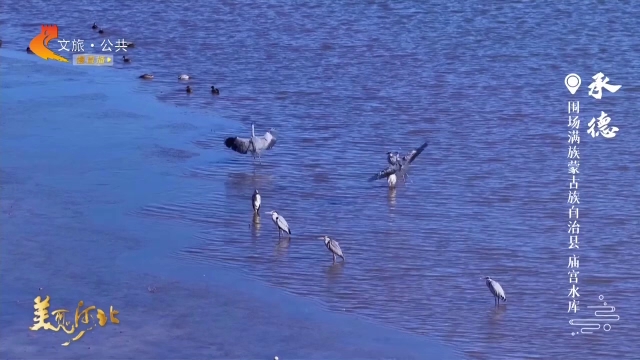 美丽河北见证官林树国作品欣赏丨庙宫水库候鸟春归生态至美！