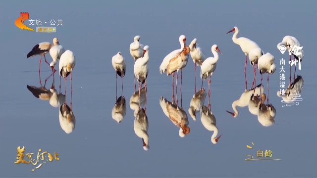 美丽河北见证官宋文峰作品欣赏丨白鹤栖息南大港，碧水澄波照玉姿！