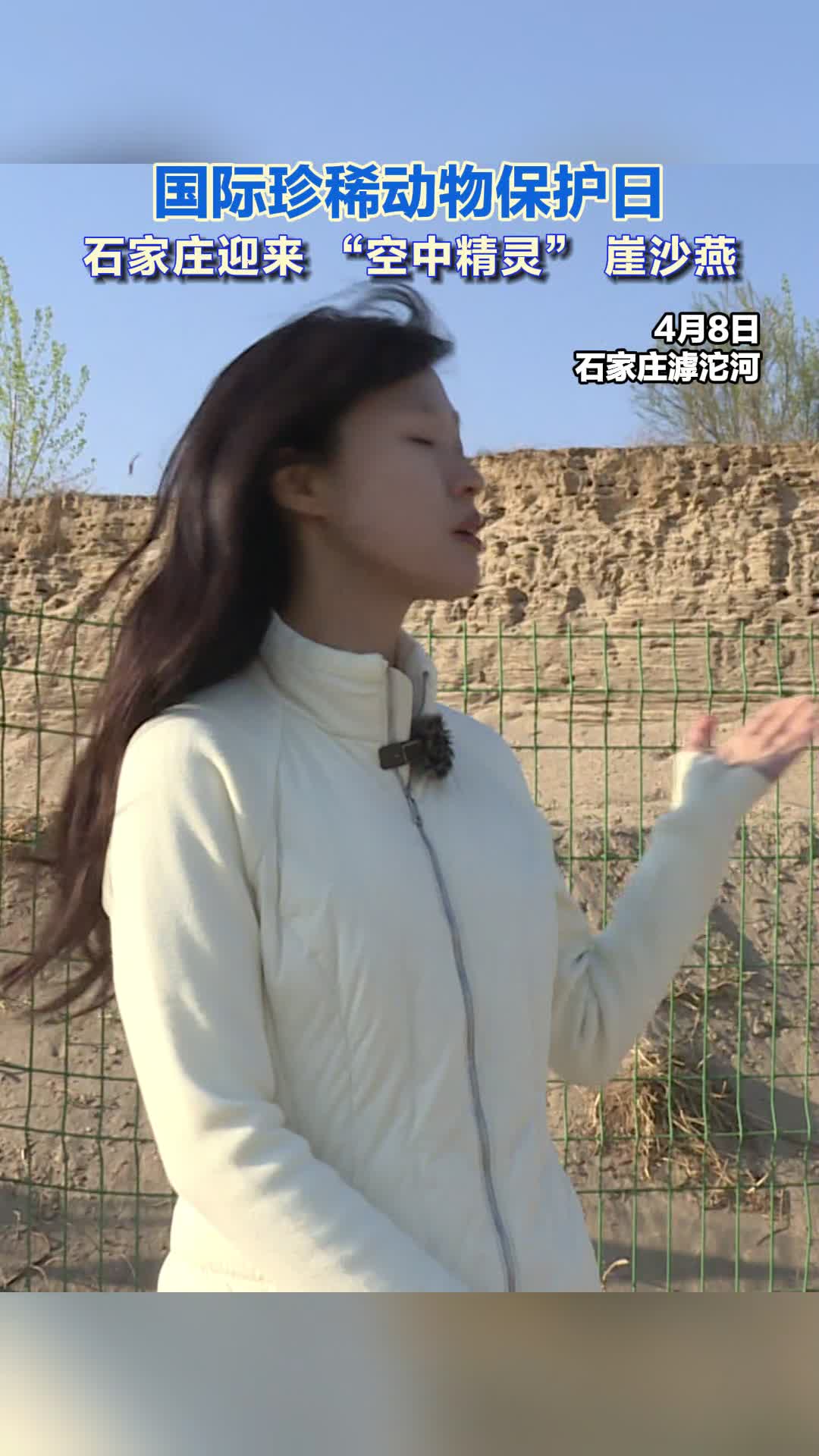 国际珍稀动物保护日 石家庄迎来“空中精灵”崖沙燕#国际珍稀动物保护日 #崖沙燕