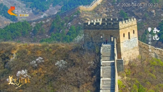 美丽河北慢直播丨长城披上杏花笺，金山岭的春天只等你落款 承德 正午 2026/04/08#这么近，那么美，周末到河北