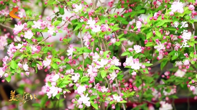 美丽河北慢直播丨荣国府海棠花开，与中式建筑同框，意境拉满 石家庄正定 清晨 2026/04/08#这么近，那么美，周末到河北