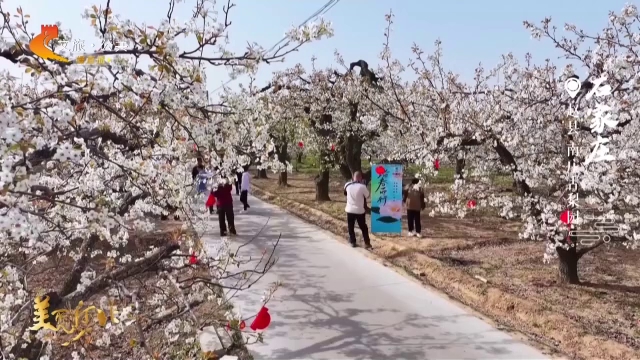 美丽河北见证官郭宪芳作品欣赏丨南庄古梨园枝头蘸雪，一树梨花写尽人间春色