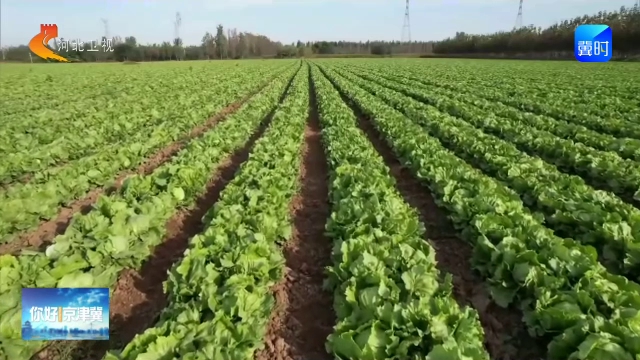 你好京津冀丨廊坊永清：抢抓农时定植忙 春菜抢“鲜”正当时