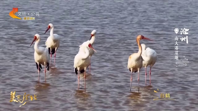 美丽河北慢直播丨鹤舞，雁飞，鸭欢……南大港的春天“动”起来了 清晨 2026/04/08#这么近，那么美，周末到河北