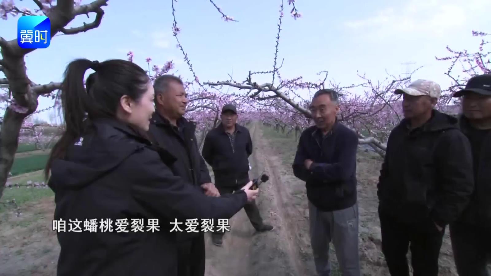 【专家在线】蟠桃裂果别愁！树势、水肥、修剪抓对就不裂