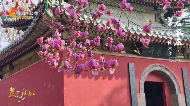 美丽河北见证官郭宪芳作品欣赏丨隆兴寺红墙黛瓦春正好，枝头繁花次第开