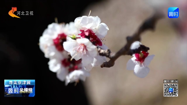 冀时全播报丨唐山迁安：杏花盛放管护忙