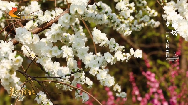 美丽河北慢直播丨芳菲漫染，三河人民公园春色满园醉人心 清晨 2026/04/09#这么近，那么美，周末到河北
