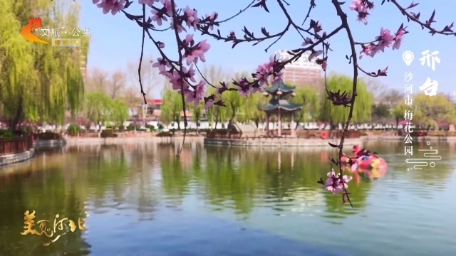 美丽河北慢直播丨花影摇曳，垂柳依依，此刻的梅花公园太惬意啦！ 正午 2026/04/10#这么近，那么美，周末到河北