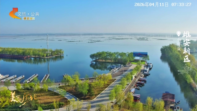美丽河北慢直播丨云游白洋淀，看鸟儿上演“轻功水上漂” 雄安新区 清晨 2026/04/11#这么近，那么美，周末到河北