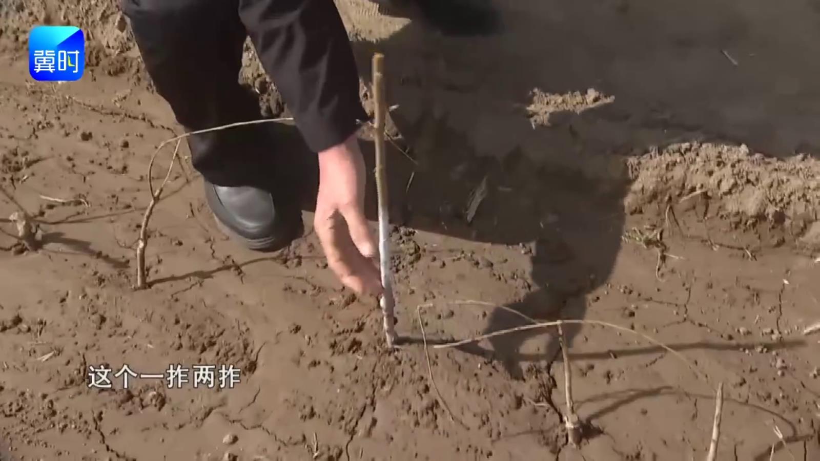 【专家在线】新栽桃树怎么定干？记住这个高度就对了！