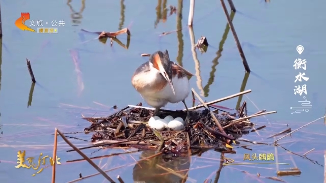 美丽河北见证官李明作品欣赏丨“爱情鸟”凤头鸊鷉衡水湖上呵护“爱情结晶”！